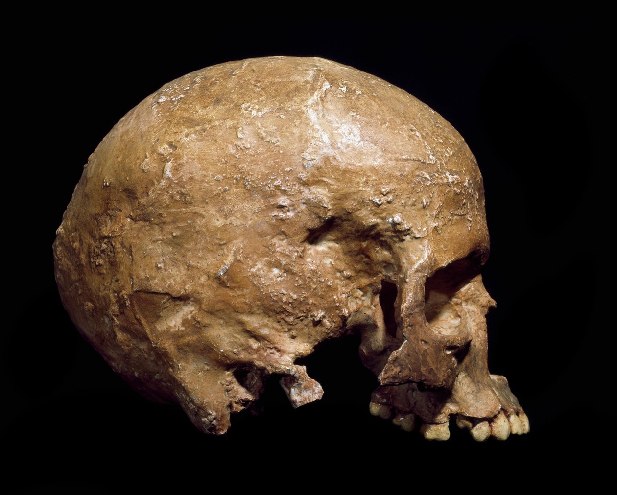 Förhistoria: fossil skalle av Homo sapiens från Grimaldi. Aurignacians kultur, övre paleolitikum. Museo Civico di Storia Naturale, Milano - Förhistoria: fossil Homo sapiens-skalle från Grimaldi, Ventimiglia (Italien). Aurignacian kultur, övre paleolitikum av Prehistoric Prehistoric