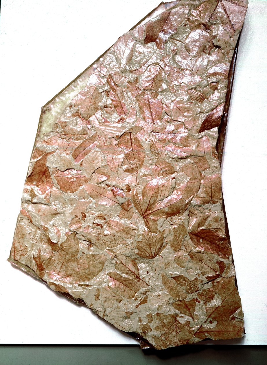 Förhistoria: fossiliserade löv från Piemont (Italien). Period av den underlägsna kvartären. Museo civico di Storia Nature, Milano av Prehistoric Prehistoric