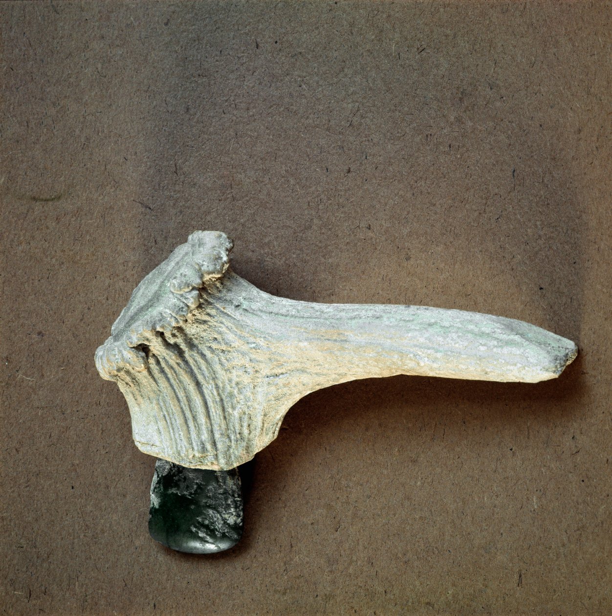 Förhistoria: grön stenyxa med hjorthornshandtag från grottan Pollera (Finale Ligure), Ligurien. Mellanneolitikum, stenålder. Gener, museo di archeologia ligure av Prehistoric Prehistoric