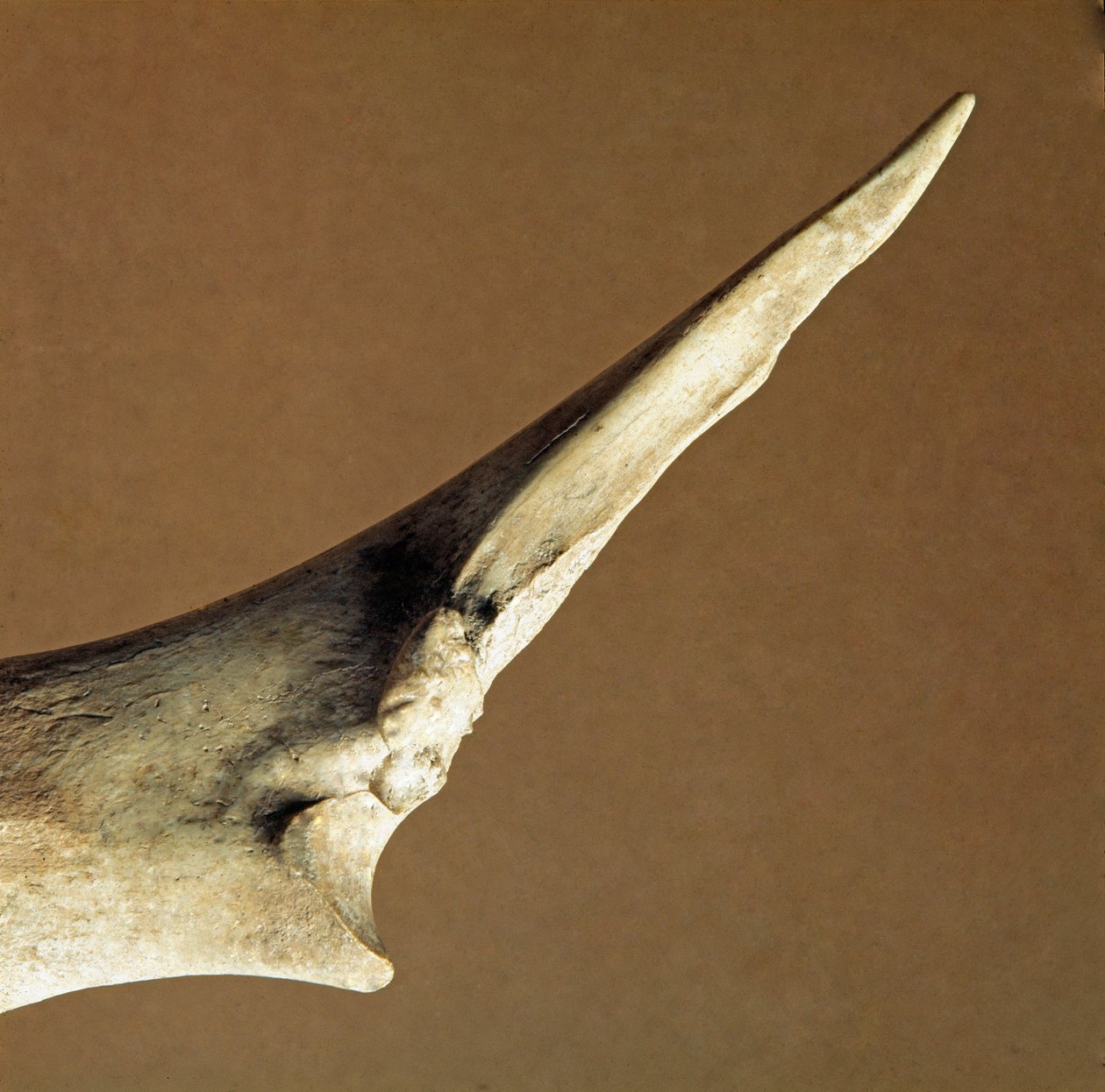 Förhistoria: kniv gjord av ulna från nötkött från Necropole of Arene Candide (Finale Liguria), Ligurien. Nedre neolitikum, Peters ålder. Gener, museo di archeologia ligure av Prehistoric Prehistoric