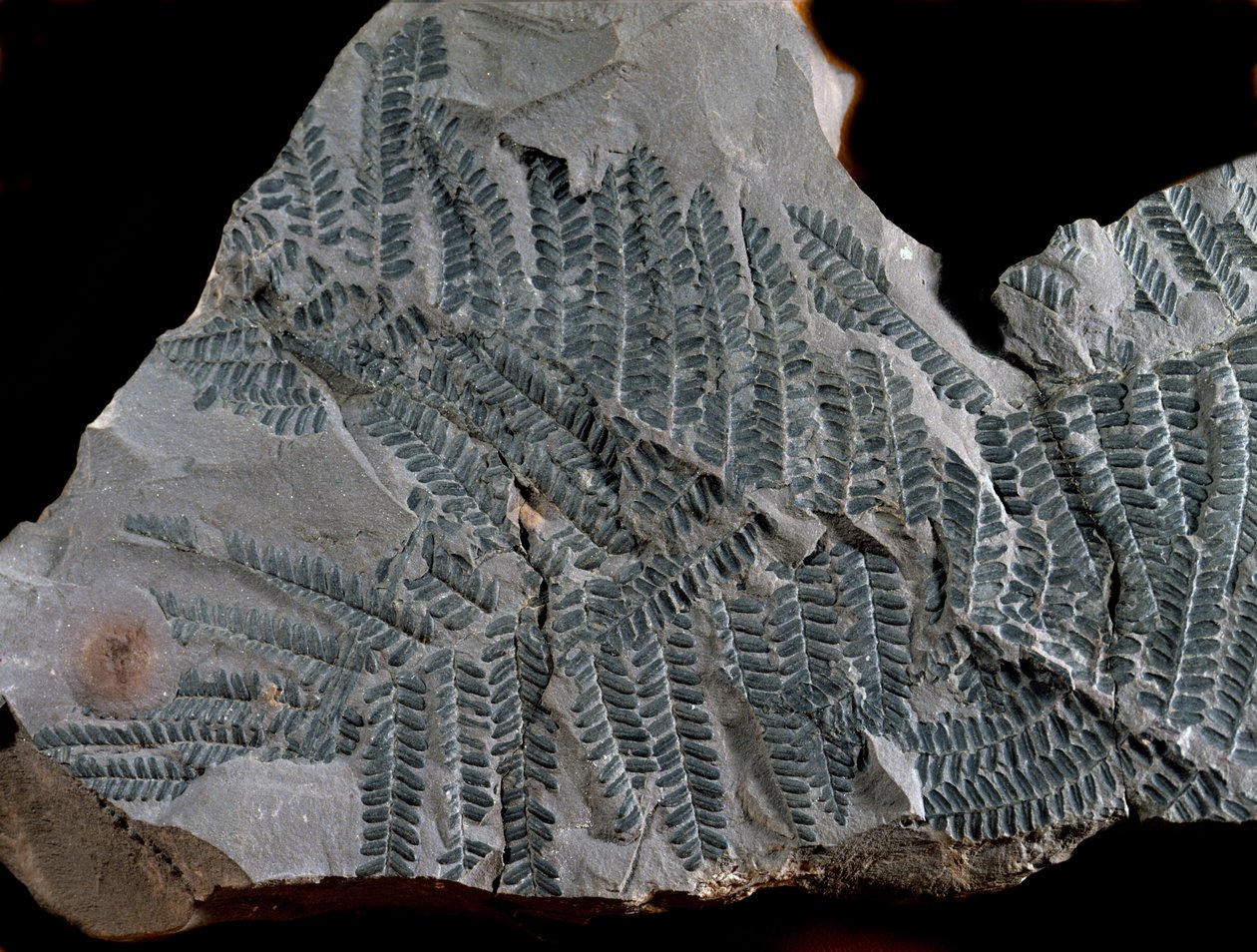 Förhistoria: period av högre kol. Fossil av Acitheca Poymorphe från ormbunksfamiljen. Hitta i Gottelborn i Tyskland av Prehistoric Prehistoric