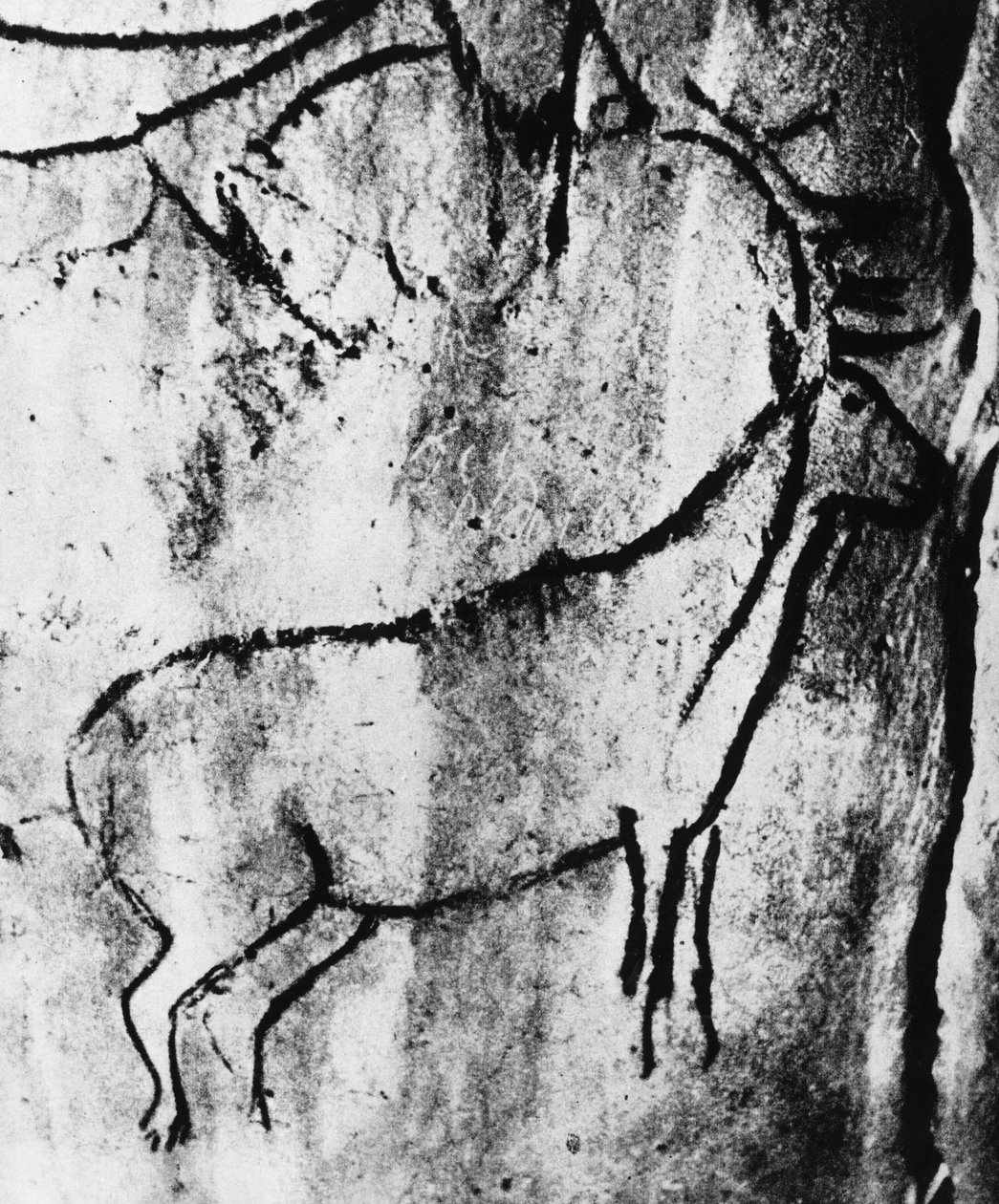 Förhistoria: representation av ett rådjur i grottan Niaux i Ariège - fotografering. av Prehistoric Prehistoric