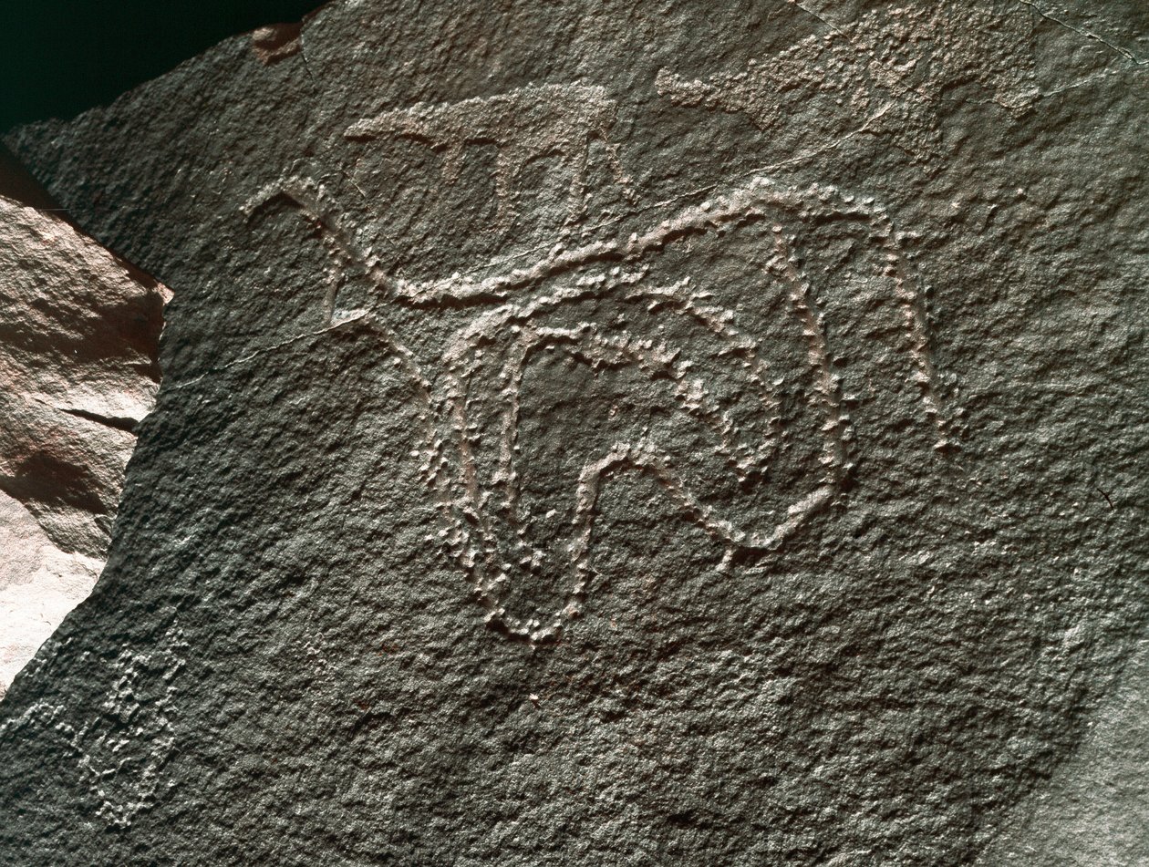Förhistoria, klippkonst: en allvarlig klippa av representation av en boskap. Tazina stil. Stenåldern 5000-2000 f.Kr. Taghit, Haut plateau du Hoggar (Ahaggar), Algeriet av Prehistoric Prehistoric