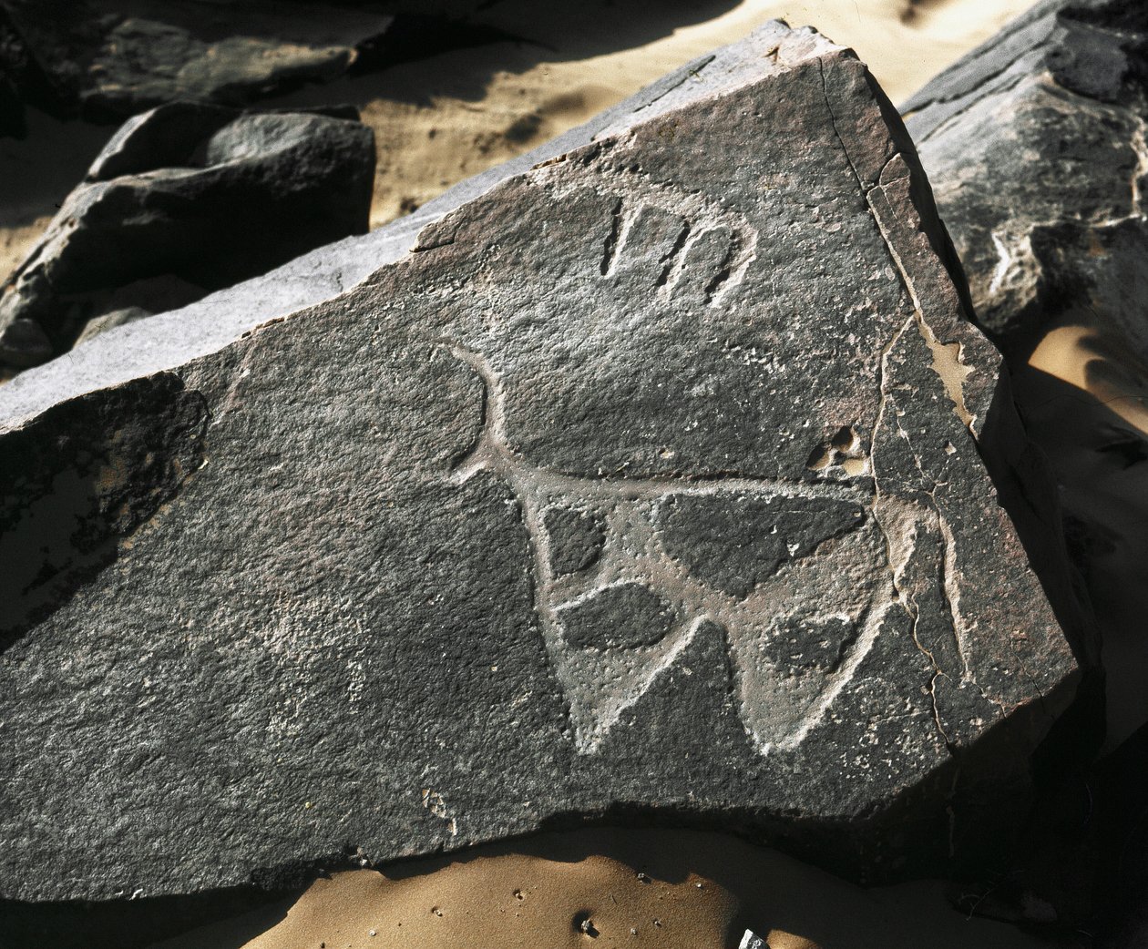 Förhistoria, klippkonst: en allvarlig klippa av representation av en boskap. Tazina stil. Stenåldern 5000-2000 f.Kr. Taghit, Haut plateau du Hoggar (Ahaggar), Algeriet av Prehistoric Prehistoric
