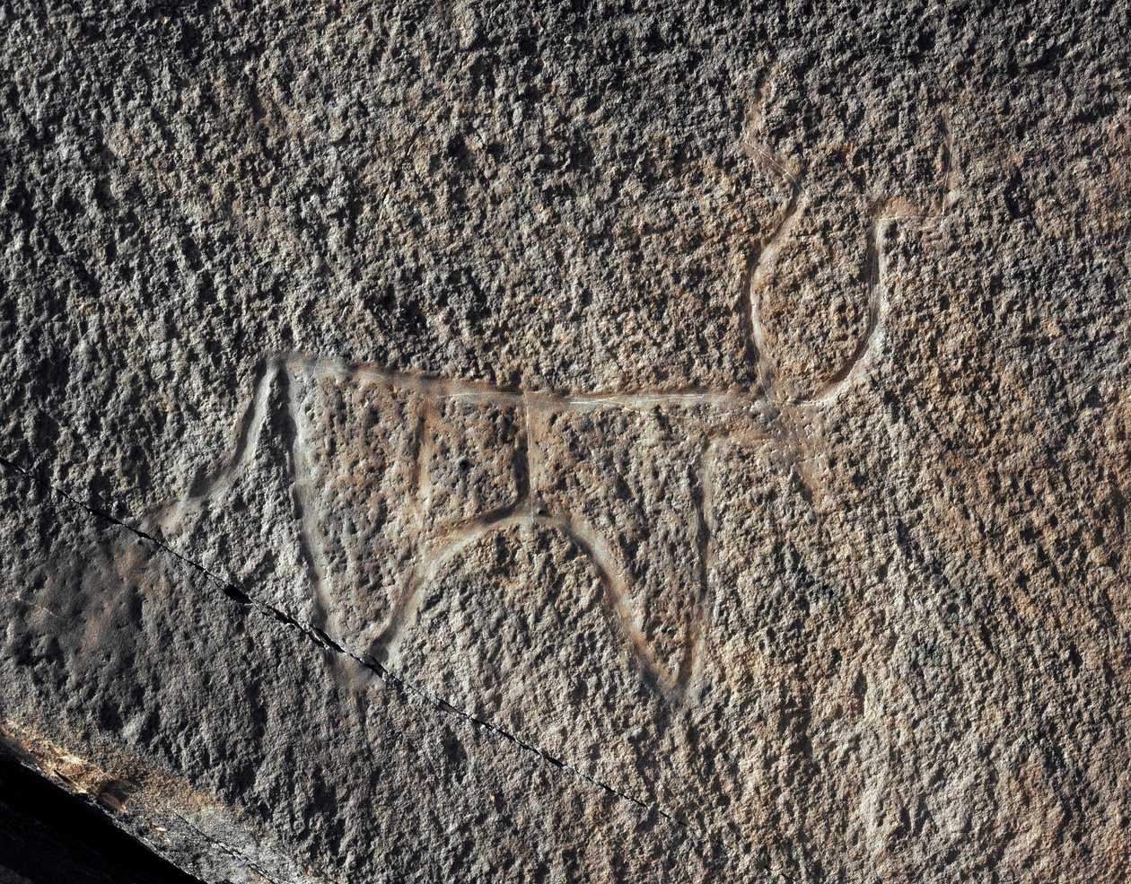 Förhistoria, klippkonst: en allvarlig klippa av representation av en boskap. Tazina stil. Stenåldern 5000-2000 f.Kr. Taghit, Haut plateau du Hoggar (Ahaggar), Algeriet av Prehistoric Prehistoric