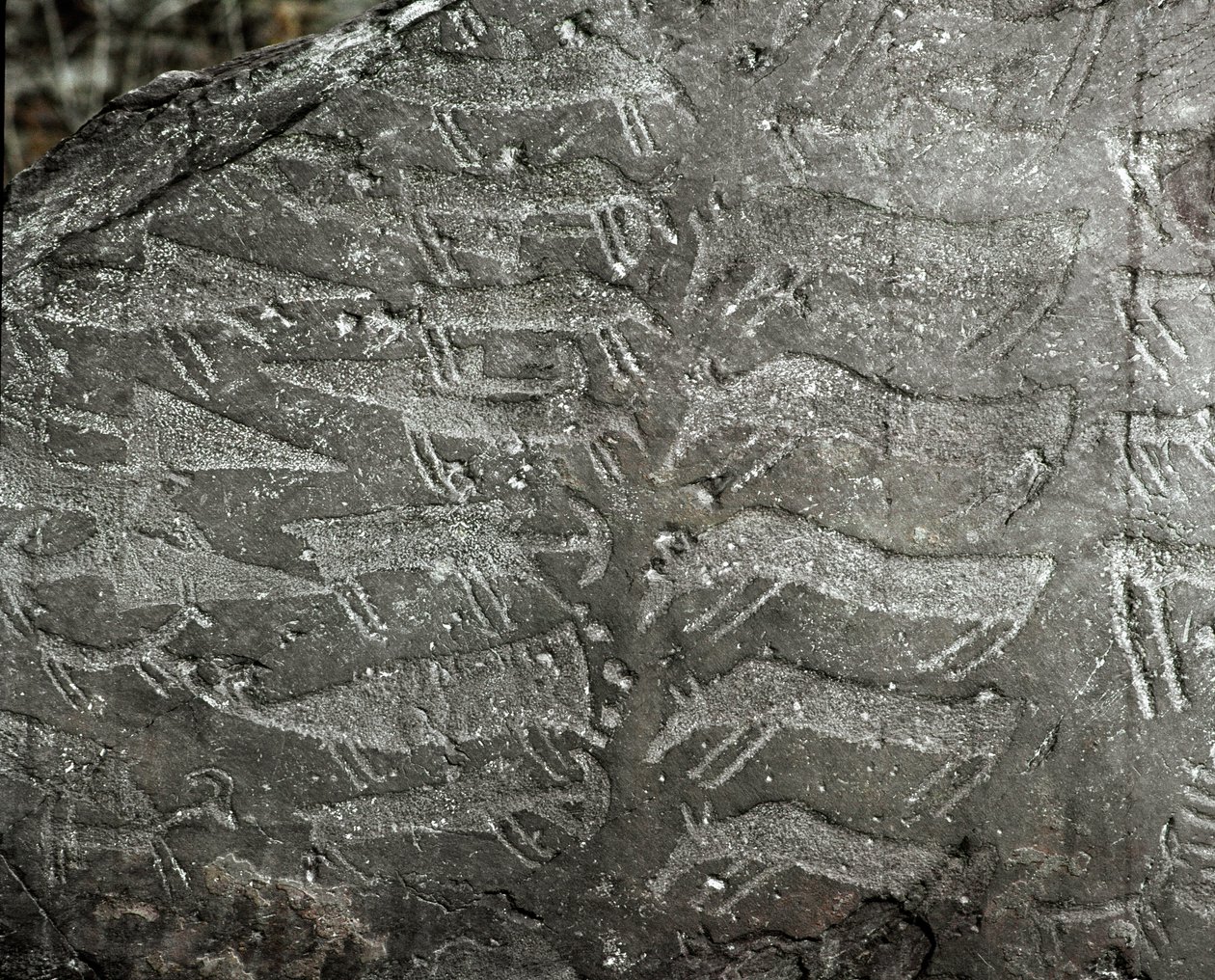 Förhistoria, hällkonst: gravsten av representationer av dolkar, oxar. Kopparåldern. Eneolitisk period (kalkolitisk). Roche nr. 1. Cemmo (Brescia) National Archaeological Park of the Boulders of Cemmo, Italien av Prehistoric Prehistoric