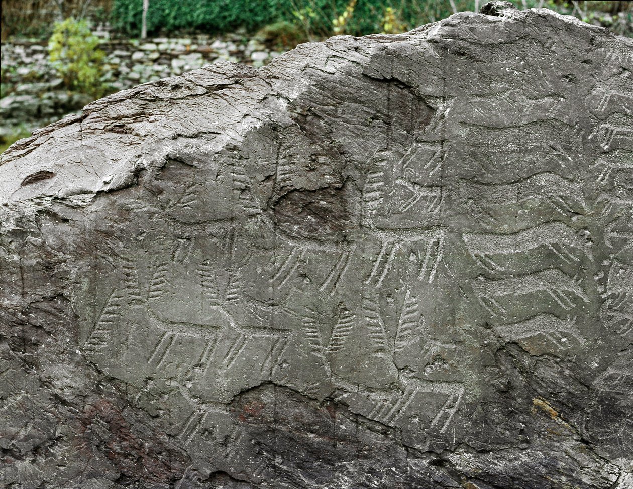Förhistoria, hällkonst: gravsten av representationer av rådjur, boskap. Kopparåldern. Eneolitisk period (kalkolitisk). Roche nr. 1. Cemmo (Brescia) National Archaeological Park of the Boulders of Cemmo, Italien av Prehistoric Prehistoric
