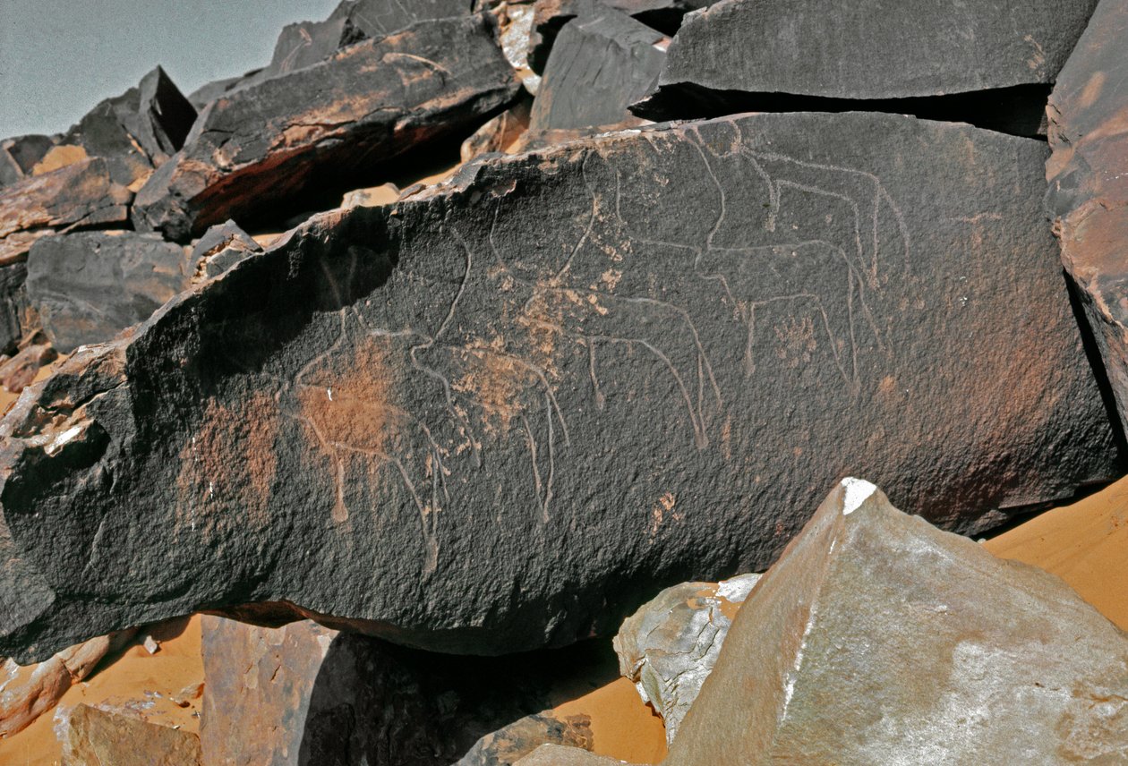 Förhistoria, hällkonst: gravsten av representationen av boskap. Tazina stil. Stenåldern 5000-2000 f.Kr. Taghit, Haut plateau du Hoggar (Ahaggar), Algeriet av Prehistoric Prehistoric