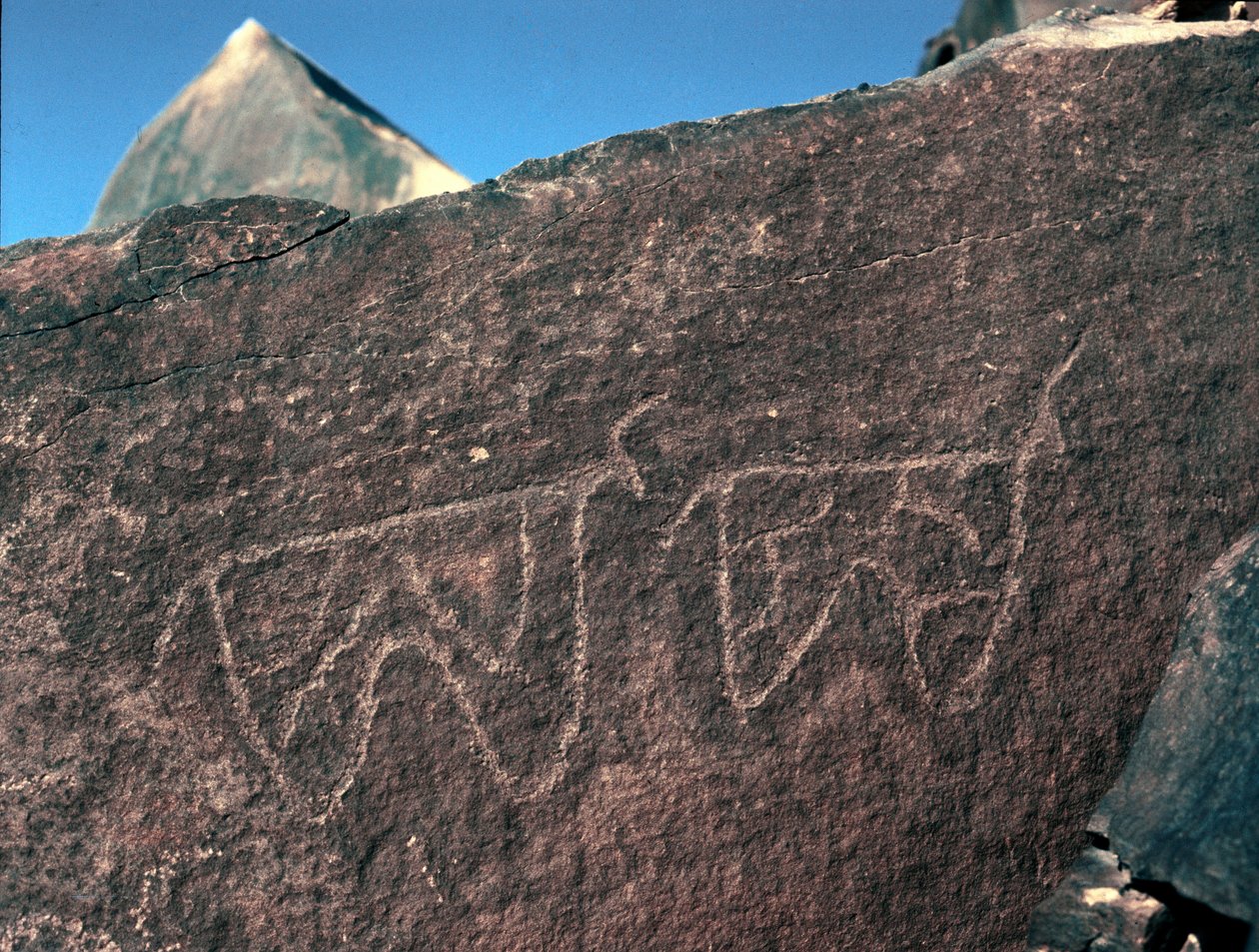 Förhistoria, hällkonst: gravsten av representationen av boskap. Tazina stil. Stenåldern 5000-2000 f.Kr. Taghit, Haut plateau du Hoggar (Ahaggar), Algeriet av Prehistoric Prehistoric