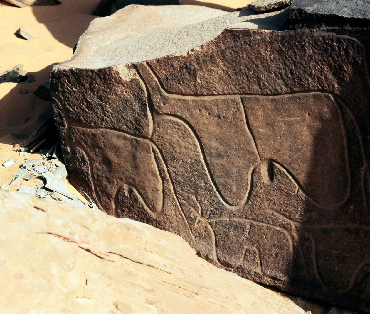 Förhistoria, hällkonst: gravsten av representationen av boskap. Tazina stil. Stenåldern 5000-2000 f.Kr. Taghit, Haut plateau du Hoggar (Ahaggar), Algeriet av Prehistoric Prehistoric
