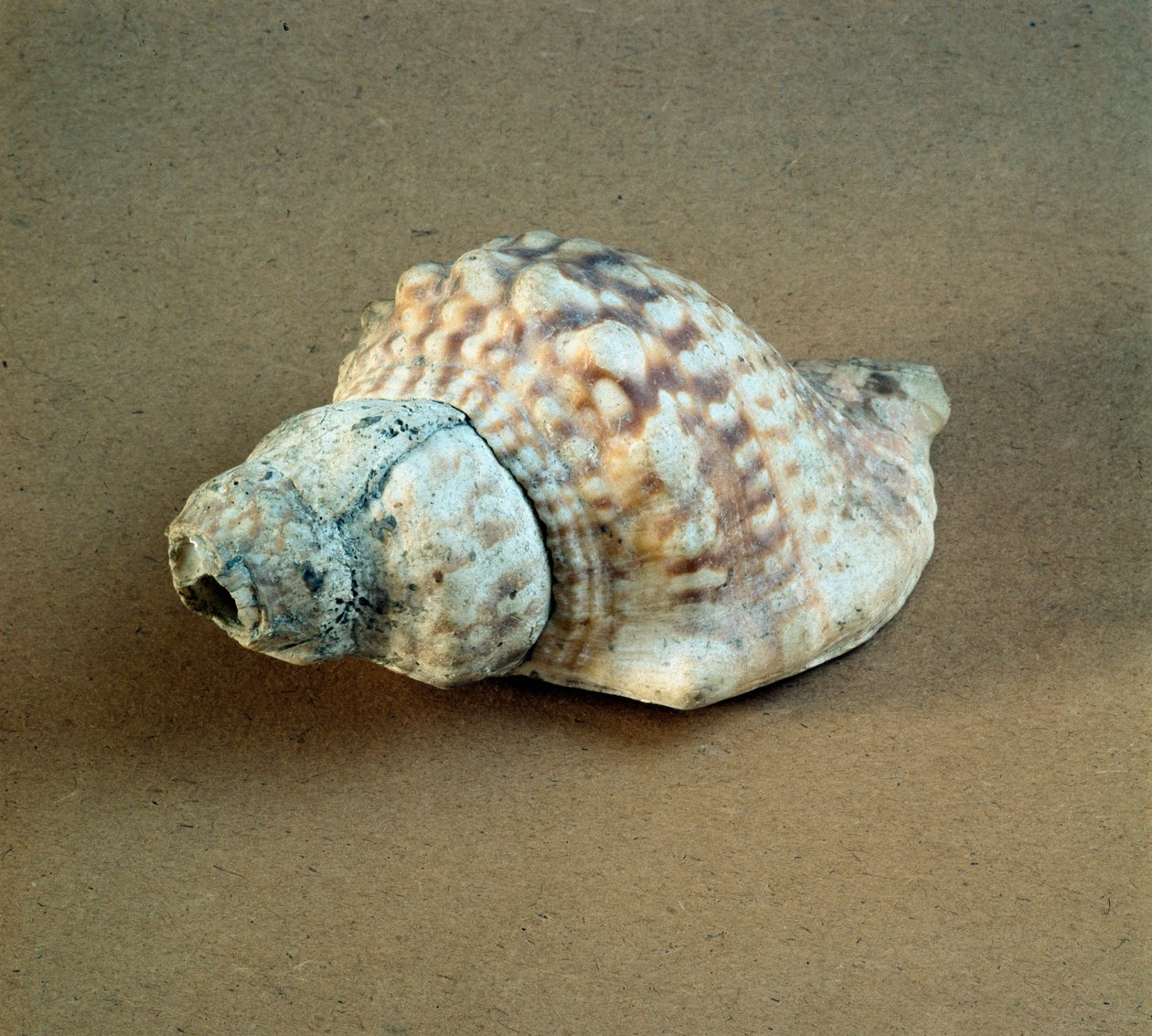 Förhistoria: skal av Triton nodifer genomborrat, används som en visselpipa från Necropole of Arene Candide (Finale Liguria), Liguria. Mellanneolitikum, stenålder. Gener, museo di archeologia ligure av Prehistoric Prehistoric