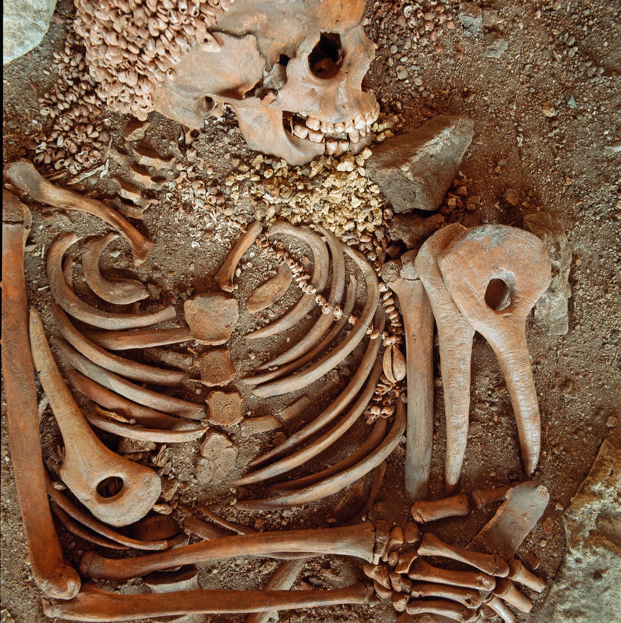 Förhistoria: skelett och begravningsbyxa av tonåringar sägs om den unge prinsen från Arene Candides grotta (Finale Ligure): halsband av snäckor, rådjurshorn och flinta. Stenåldern, övre paleolitikum. Genes, Museo di archeologia Ligure av Prehistoric Prehistoric