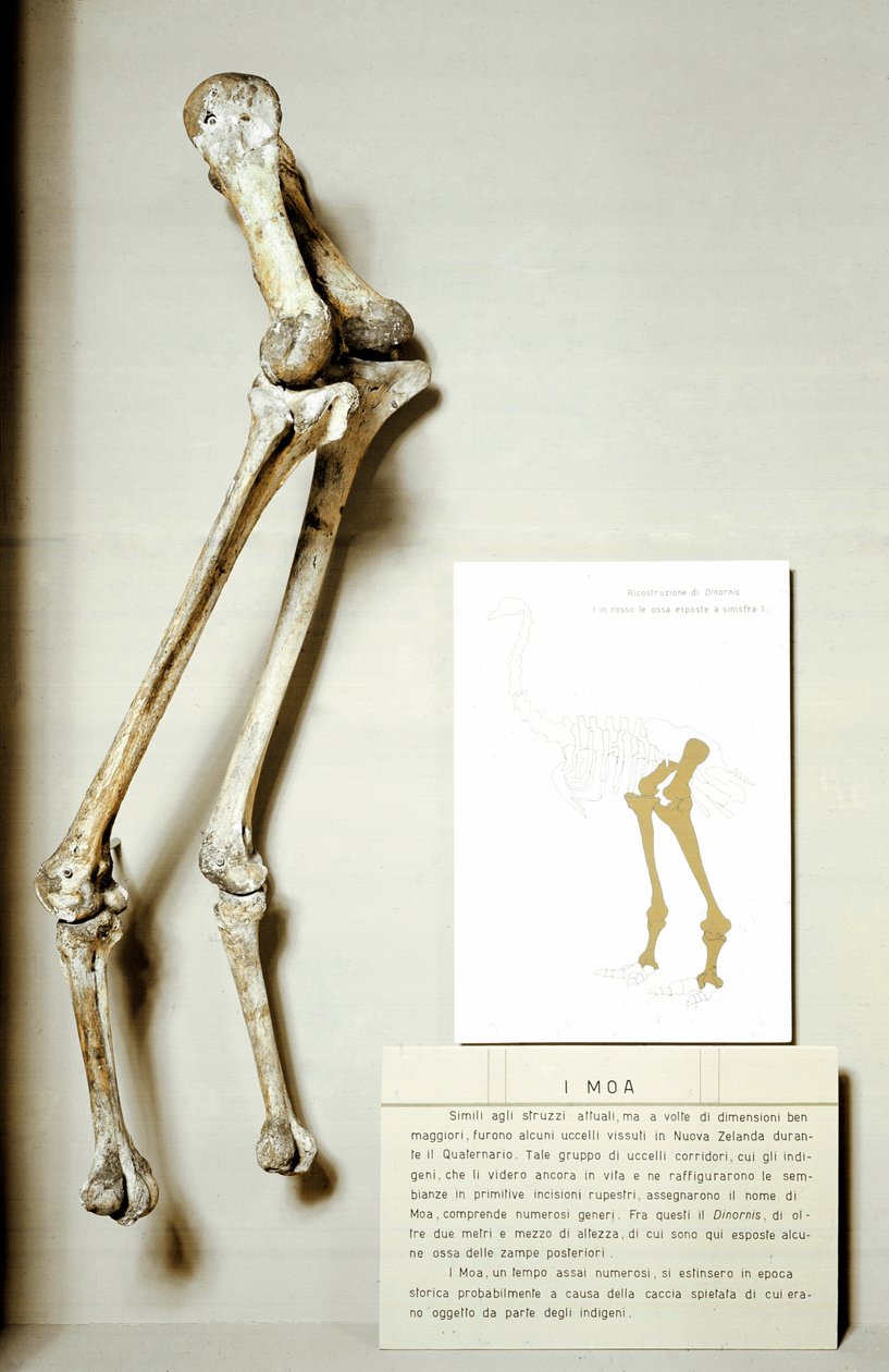 Förhistoria: benskelett av Moa Dinornis, gigantiska fossila fåglar från Nya Zeeland som inte flyger. Kritaperioden. Museo civico di Storia Nature, Milano av Prehistoric Prehistoric