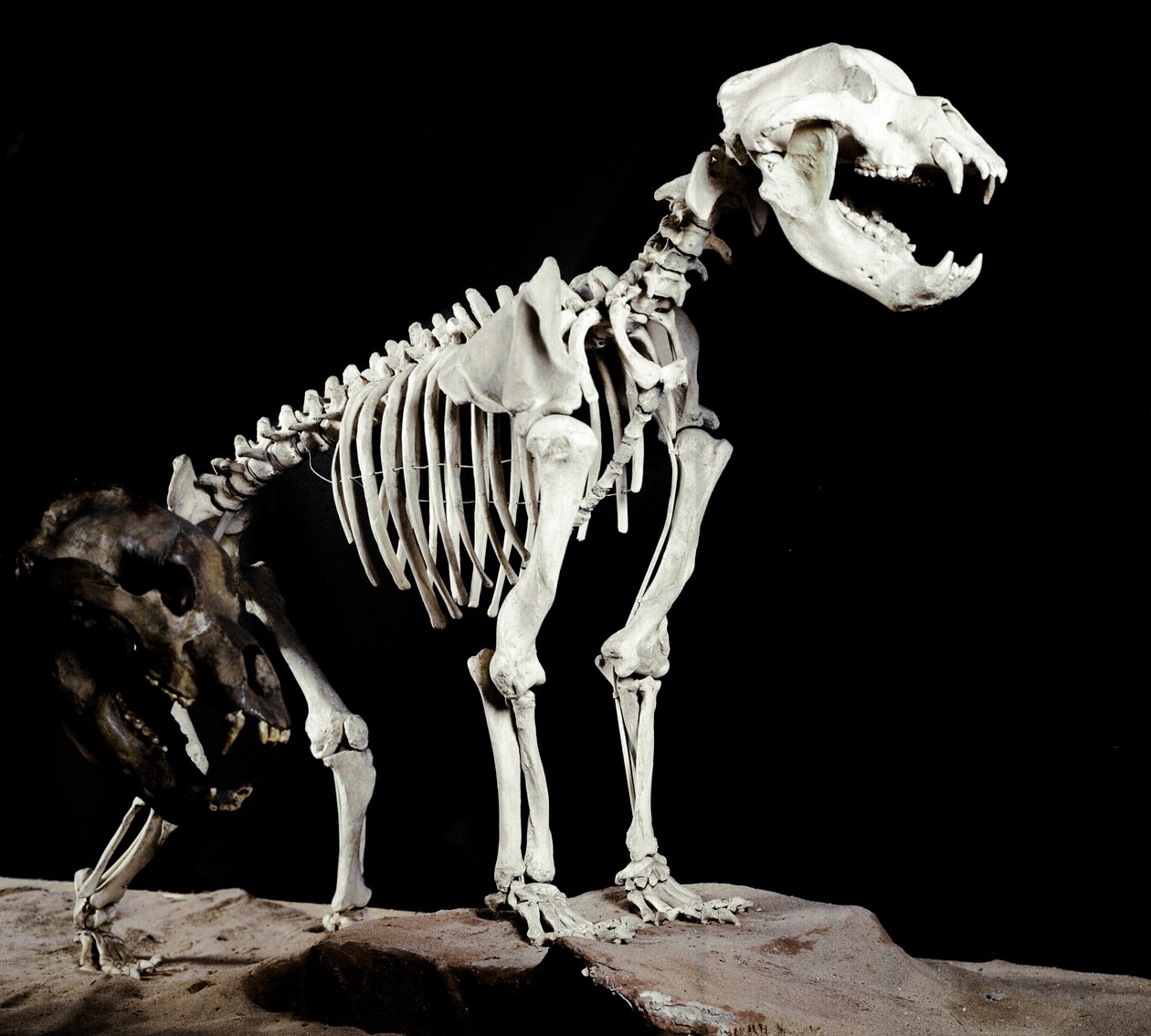 Förhistoria: skelett av grottbjörnen (Ursus spelaeus) från Caves del Bandito a Roaschia i Italien. Perioden av Pleistocene. Museo civico di Storia Nature, Milano av Prehistoric Prehistoric