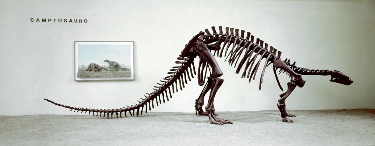 Förhistoria: skelett av camptosaurus-dinosaurien (Camptosaurus Brown). Period av den högre jura. Museo civico di Storia Nature, Milano av Prehistoric Prehistoric