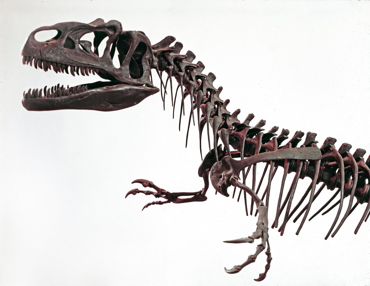 Förhistoria: skelett av dinosaurien Allosaurus fragilis. Period av övre jura. Civic Museum of Natural History, Milano av Prehistoric Prehistoric