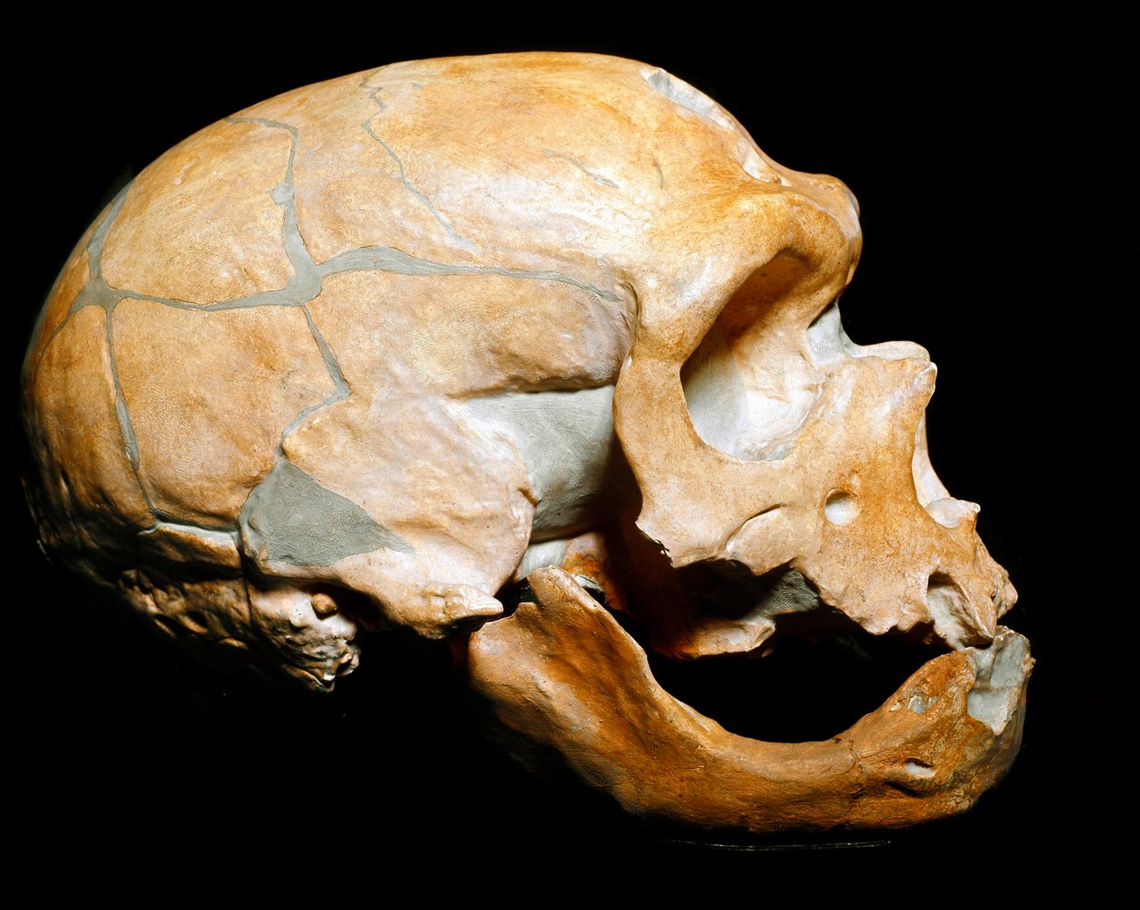Förhistoria: skallen från kapellmannen till de heliga, neandertalmannen (neandertalaren eller neandertalaren: Homo sapiens), paleolitikum. Återförenades i Correze 1908. Museum Civico di Storia Naturale, Milano - Förhistoria: Människoskalle från la av Prehistoric Prehistoric