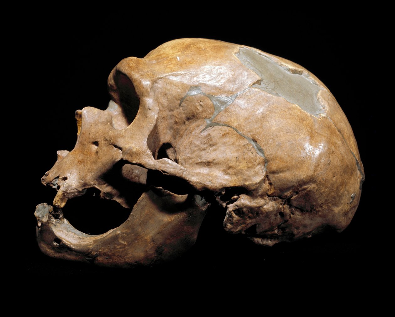 Förhistoria: skallen från kapellmannen till de heliga, neandertalmannen (neandertalaren eller neandertalaren: Homo sapiens), paleolitikum. Återförenades i Correze 1908. Museum Civico di Storia Naturale, Milano - Förhistoria: Människoskalle från la av Prehistoric Prehistoric