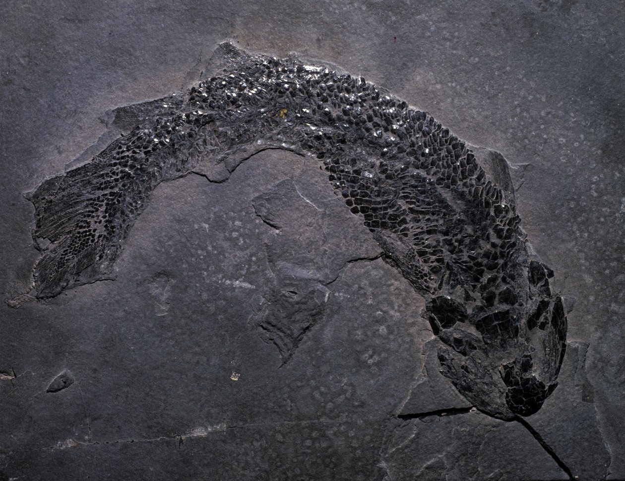 Förhistoria: arter av fossila Gyroptichus, paleozoiska eran, devonperioden. finns i Skottland. av Prehistoric Prehistoric