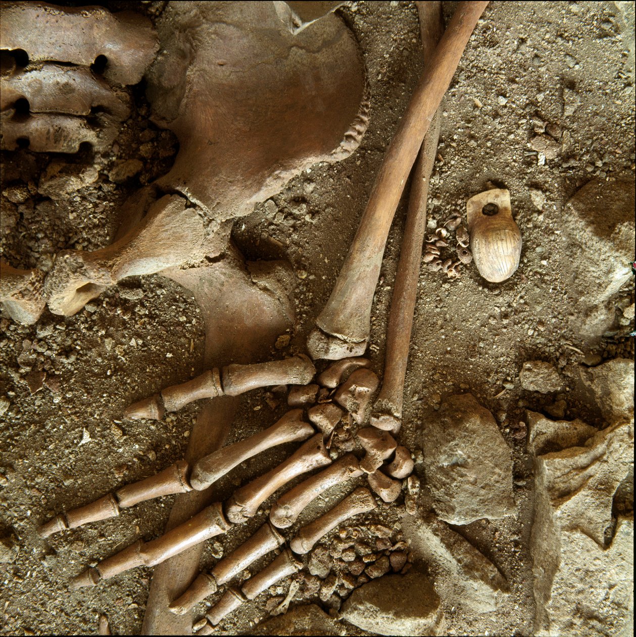 Förhistoria: tonårsgrav. Detaljvy av begravningsbyxan från Candid Arene-grottan (Finale Ligure), Ligurien. Övre paleolitikum, 24000 f.Kr. Gener, museo di archeologia ligure av Prehistoric Prehistoric