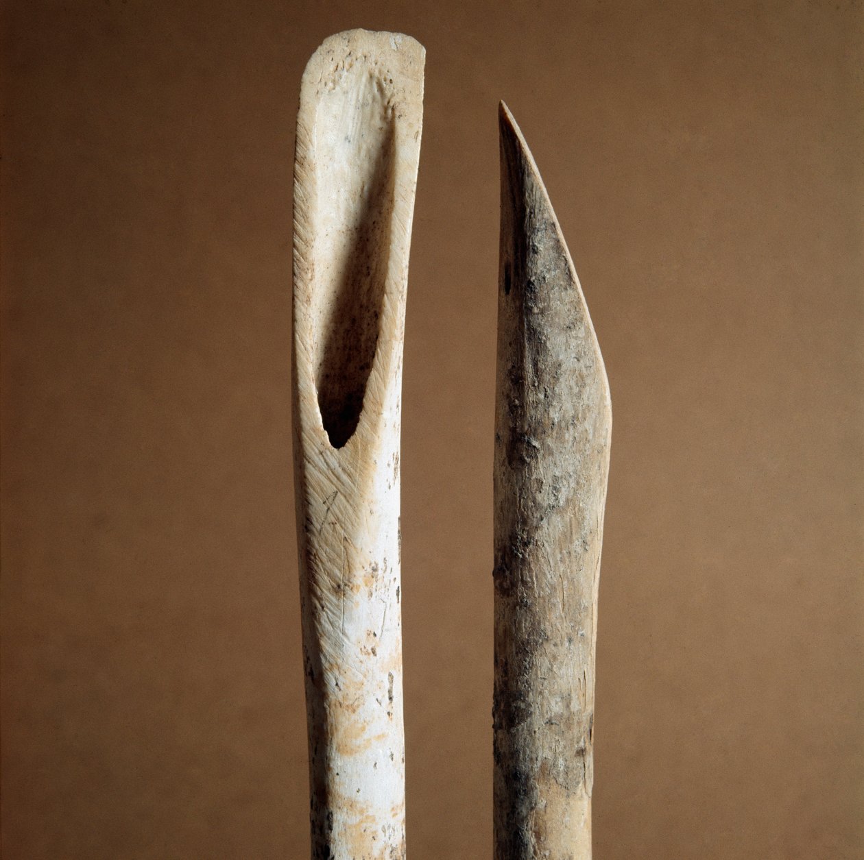 Förhistoria: verktyg för att ta bort bark från skenben från get och får från Necropole of Arene Candide (Finale Liguria), Liguria. Mellanneolitikum, stenålder. Gener, museo di archeologia ligure av Prehistoric Prehistoric