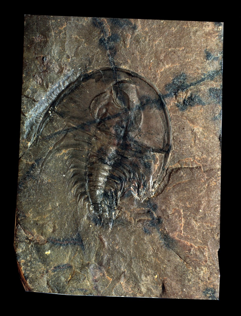 Förhistoria: trilobit Olenellus fossil (leddjur). Paleozoikums tid, kambriums tid. Hitta i Utah, USA av Prehistoric Prehistoric
