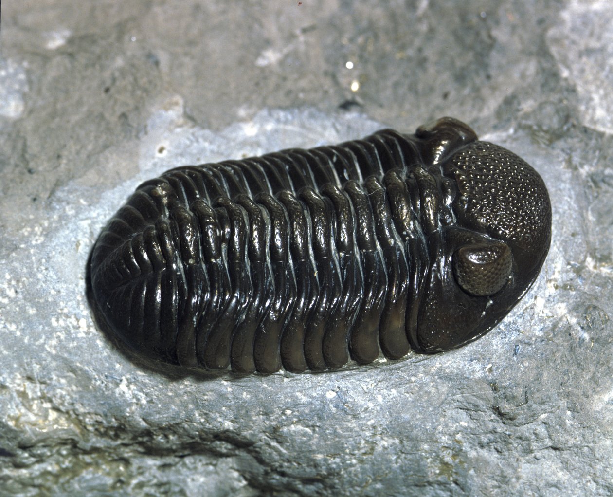 Förhistoria: trilobit Phacops Rana fossil (leddjur). Paleozoikums tid, devontiden. Hitta i Ohio, USA av Prehistoric Prehistoric