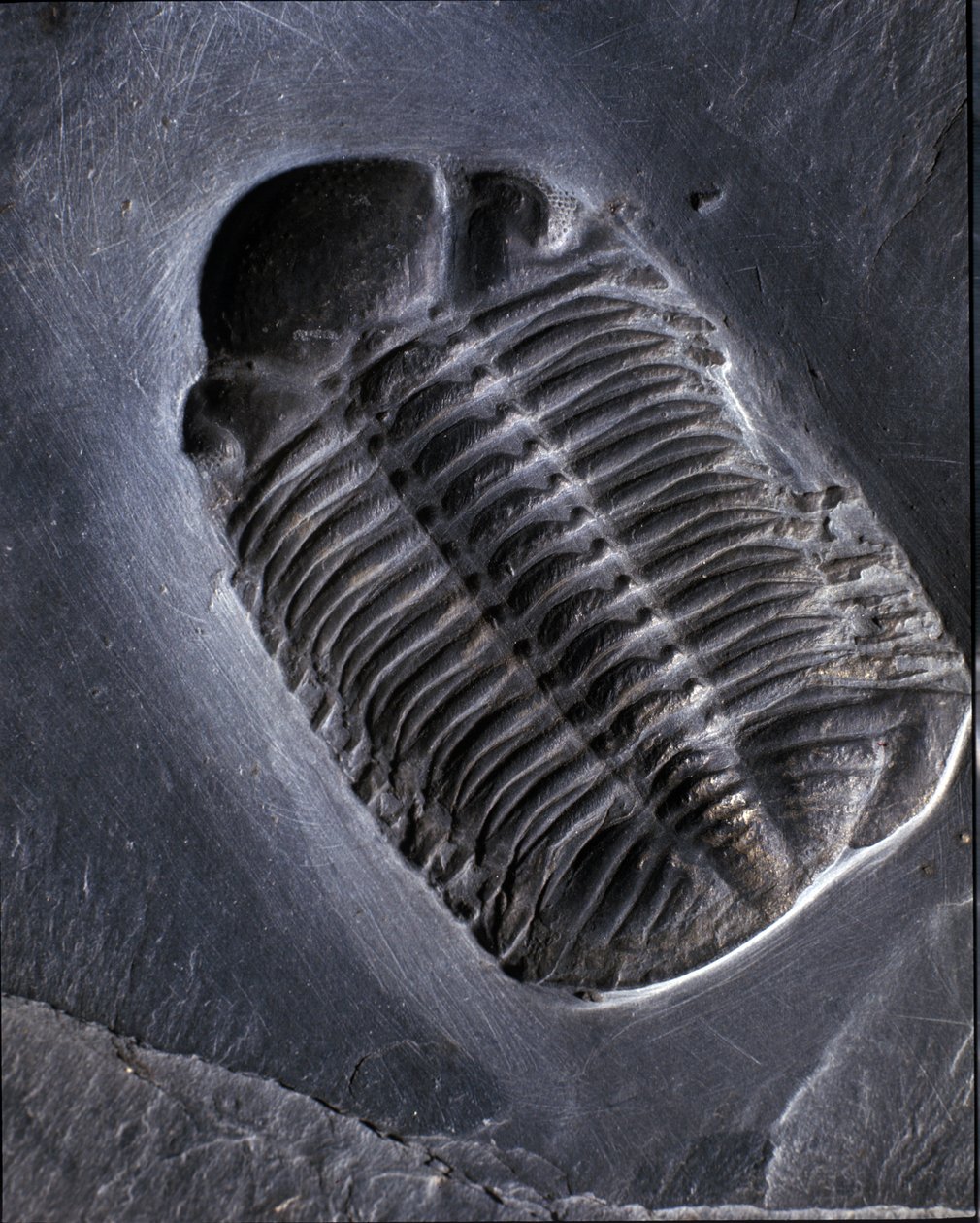 Förhistoria: trilobit Phacops Rana fossil (leddjur). Paleozoikum, period av devon. Hitta i Bundenbach-området i Tyskland. av Prehistoric Prehistoric