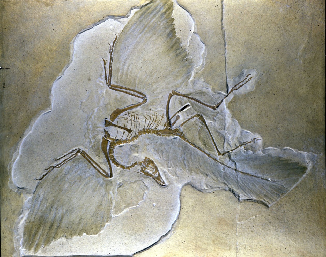 Primitiva fåglar kallades Archaeopteryx. Kompletta fossiler har hittats i Bayern, i övre Jurassic skiffer. av Prehistoric Prehistoric