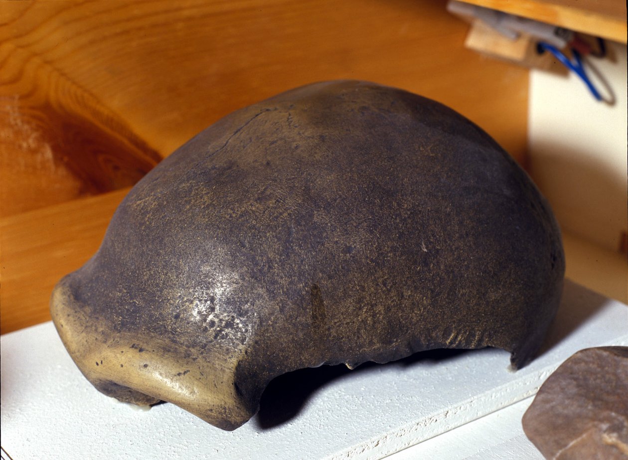 Neandertalmannens skalle, upptäckt i Tyskland 1856. av Prehistoric Prehistoric