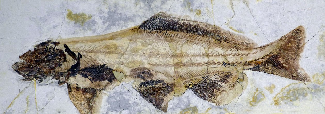 Störens fossila fotavtryck, nedre krita (objekt) av Prehistoric Prehistoric