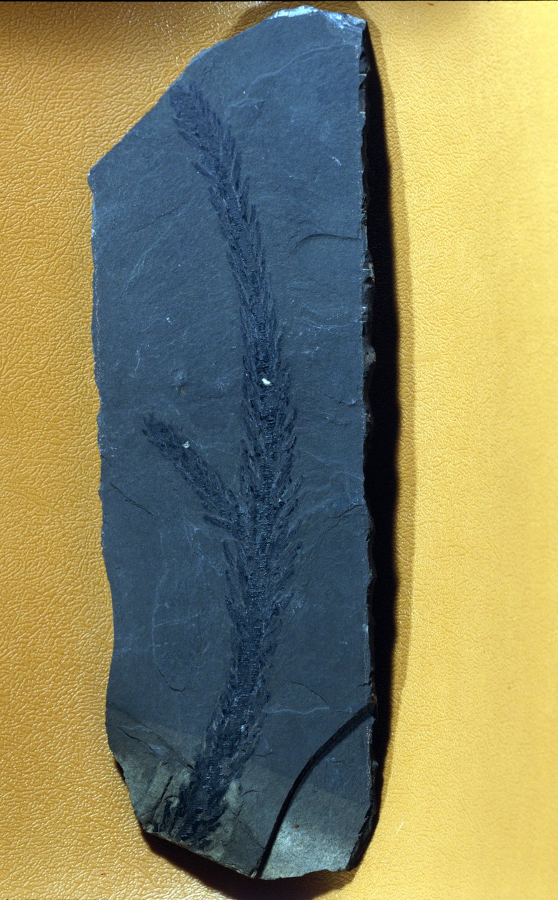 förhistoria: Glyptolepsis keuperiana, fossilt barrträd från övre triasperioden, mesozoikum. av Prehistoric Prehistoric