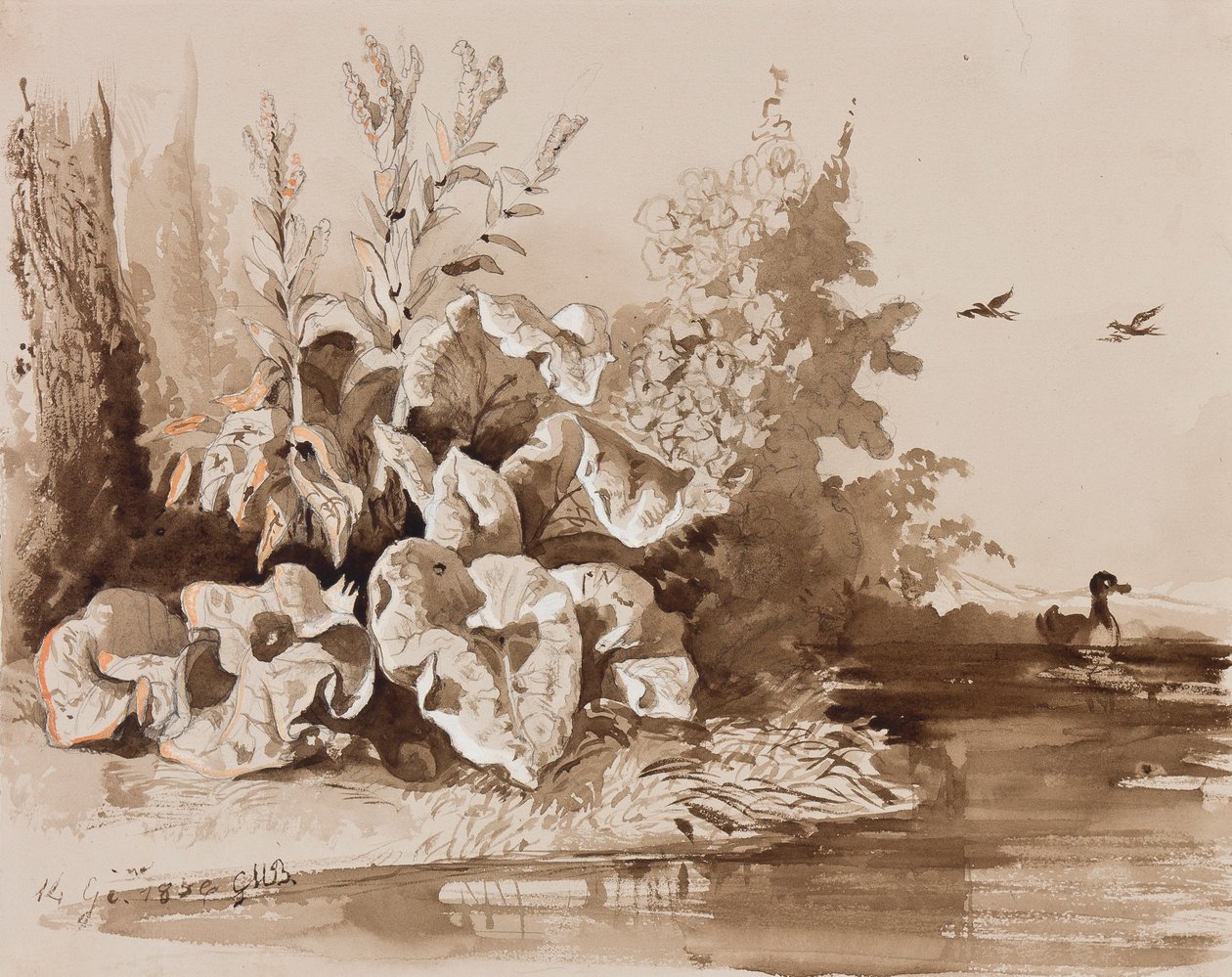 Studie av växter vid en bäck med ankor, med tillägg av en instruktör, 1856 (penna, sepia tvättar och gouache på papper) av Prince Gaetano Maria Federico di Borbone