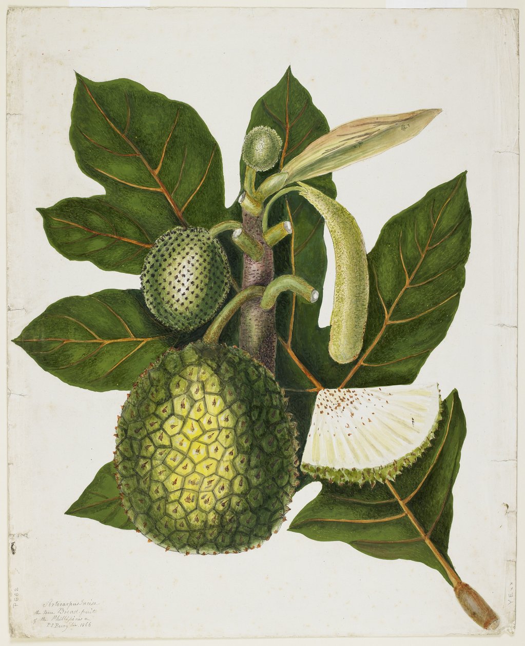 Artocarpus Incisa (Filippinernas sanna brödfrukt), december 1866 av Priscilla Susan Bury