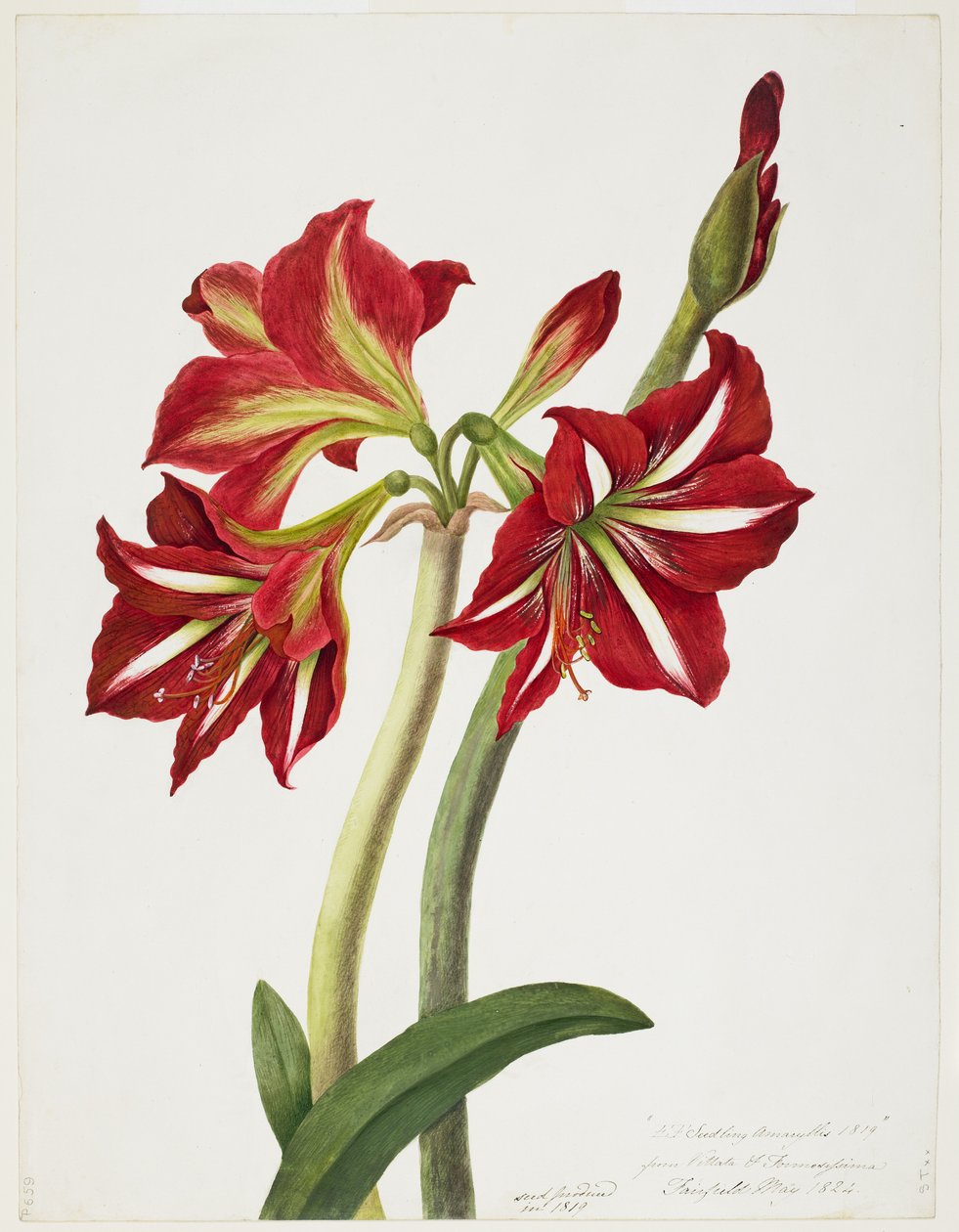 E.F. Fröplanta Amaryllus, maj 1824 av Priscilla Susan Bury