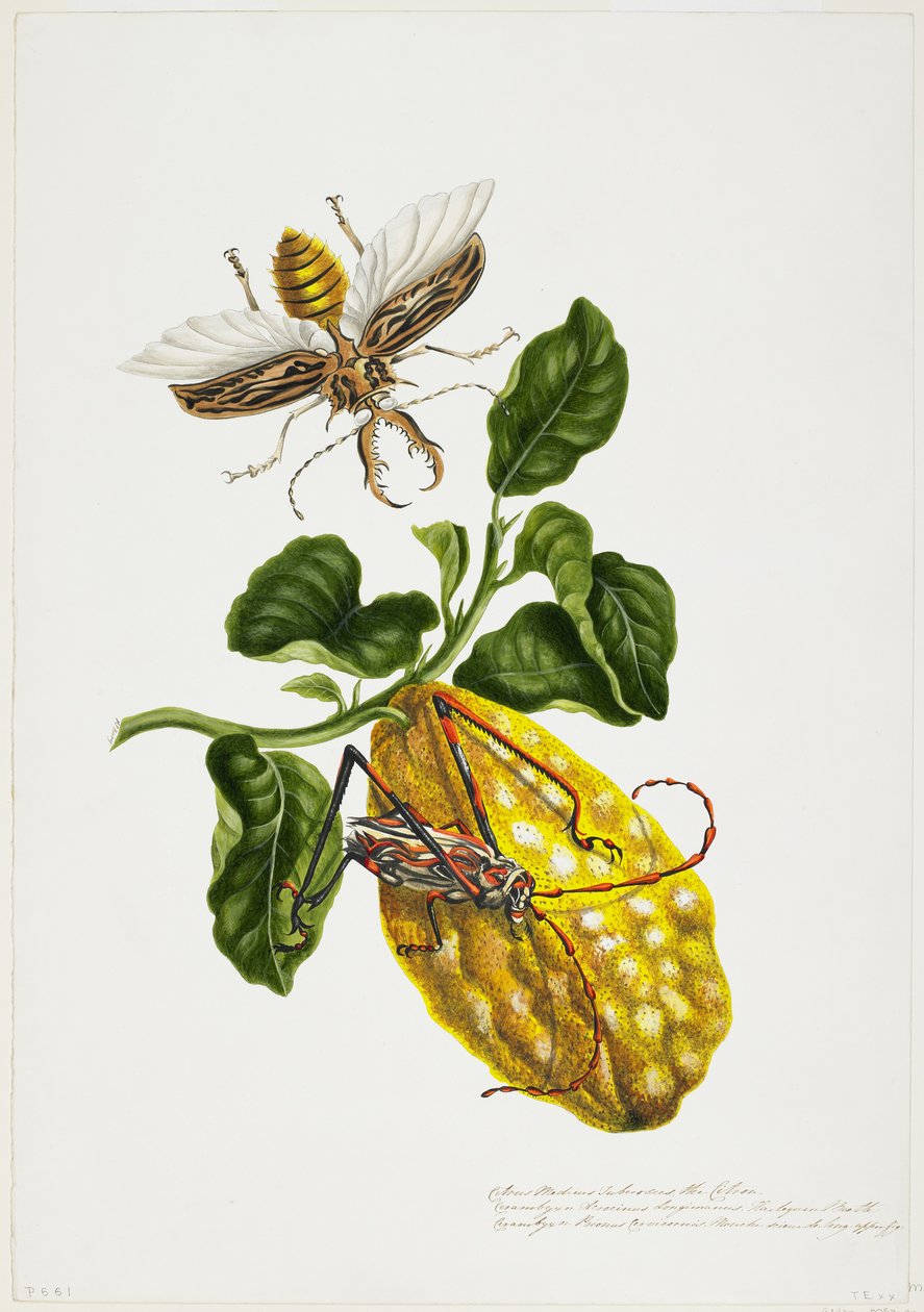Citronen och insekter av Priscilla Susan Bury