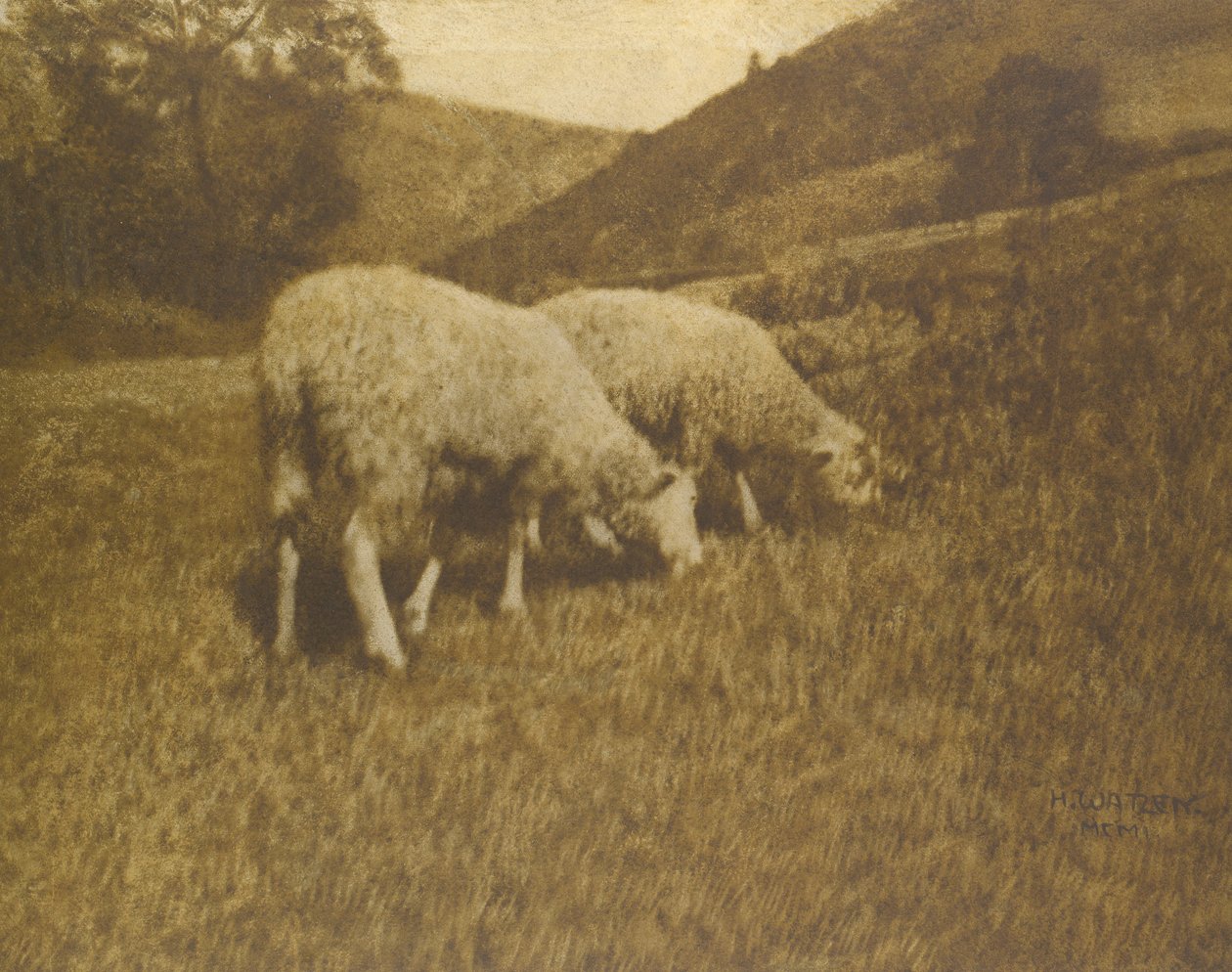 Får, 1901. av Professor Hans Watzek