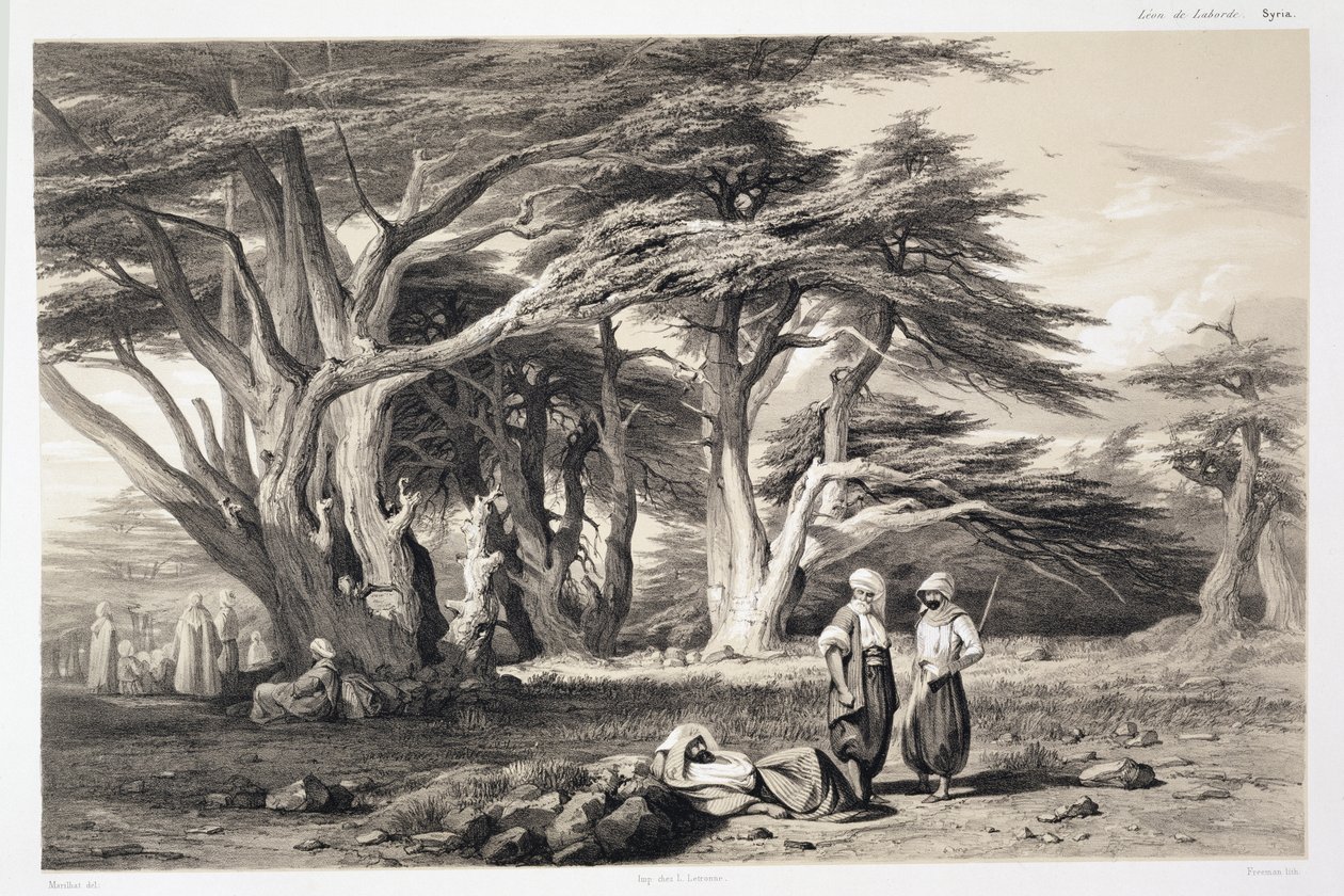 Libanons cederträd, graverat av Freeman (sepia tryck) av Prosper Georges Antoine Marilhat
