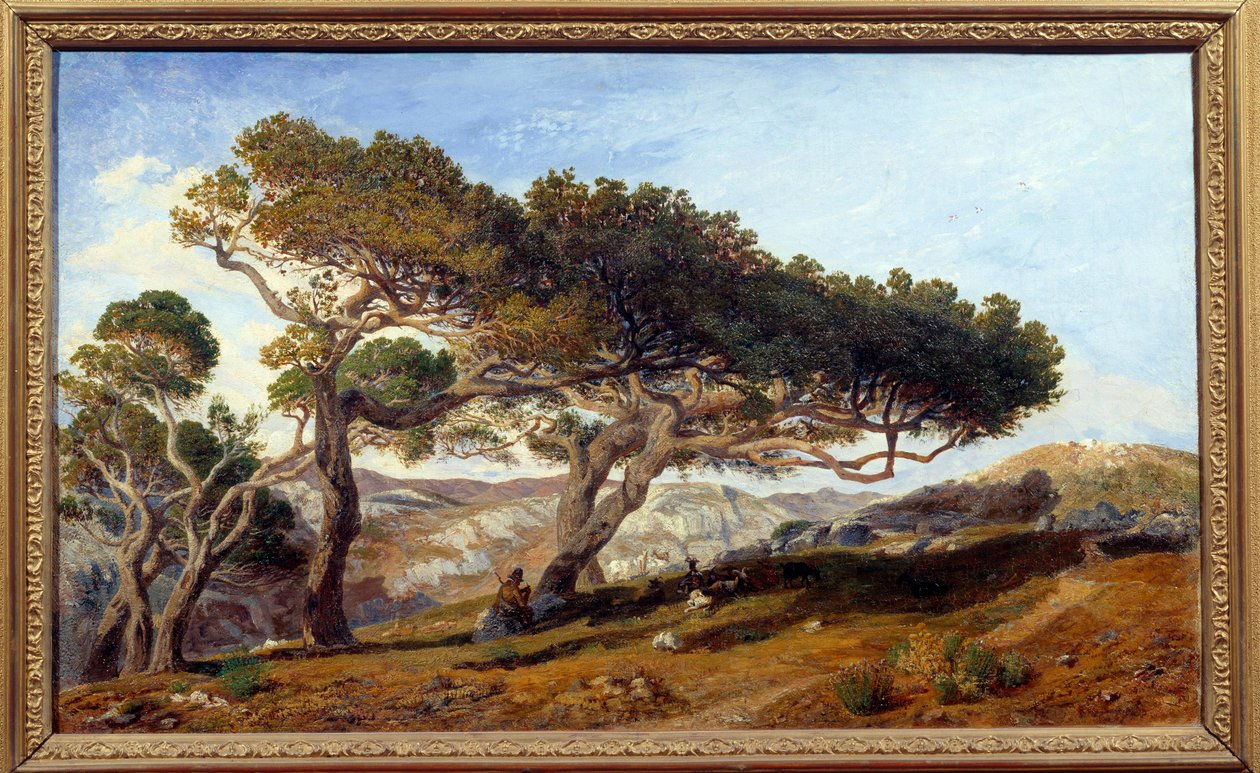 Tallar på landsbygden i Aix en provence Maquis landskap i södra Frankrike. Målning av Prosper Joseph Gresy (1804-1874) 1800-talet Aix en Provence, Musee Granet - Pinjeträd på landsbygden runt Aix-en-Provence. Landskapet av maquis i av Prosper Joseph Gresy
