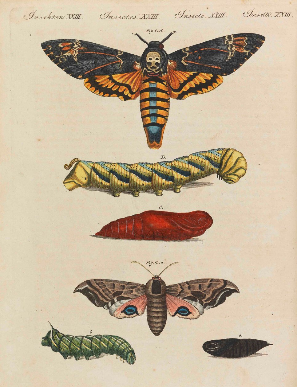 Barnens bilderbok Barnens uppslagsverk av Friedrich Johann Justin Bertuch, 1798-1830. av Pupils of the Weimar Princely Free