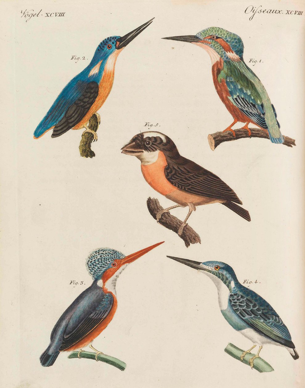 Barnens bilderbok Barnens uppslagsverk av Friedrich Johann Justin Bertuch, 1798-1830. av Pupils of the Weimar Princely Free