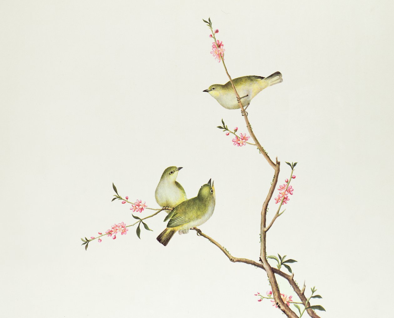 White-eye bird, Ch