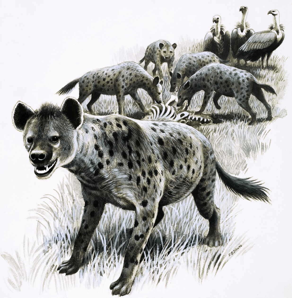 Hyenor äter av ett zebrakadaver med gamar som tittar på av R.B. Davis
