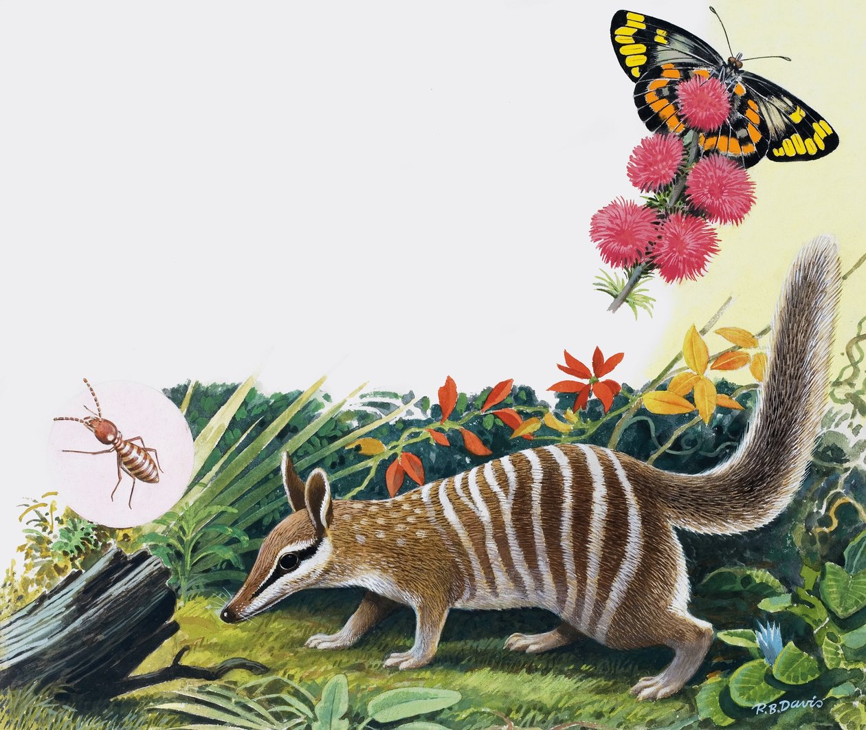 Numbat av R.B. Davis