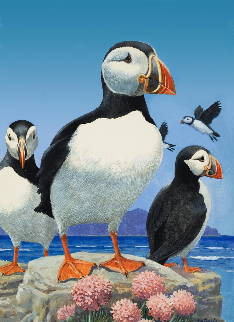 Puffins (gouache på papper) av R.B. Davis