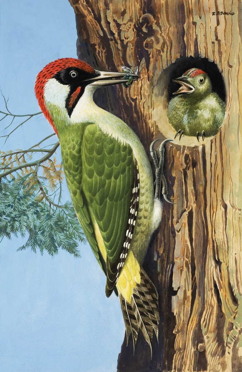 Hackspett (gouache på papper) av R.B. Davis