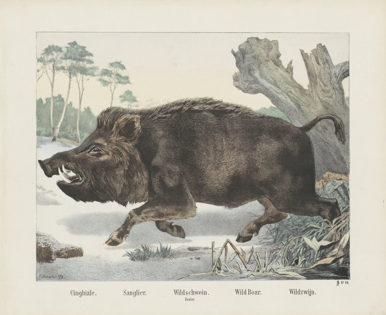 cinghiale. / Sanglier. / vildsvin. / mace. / Vildsvin. / Wild Wine (titel på objekt) av R. Schulz