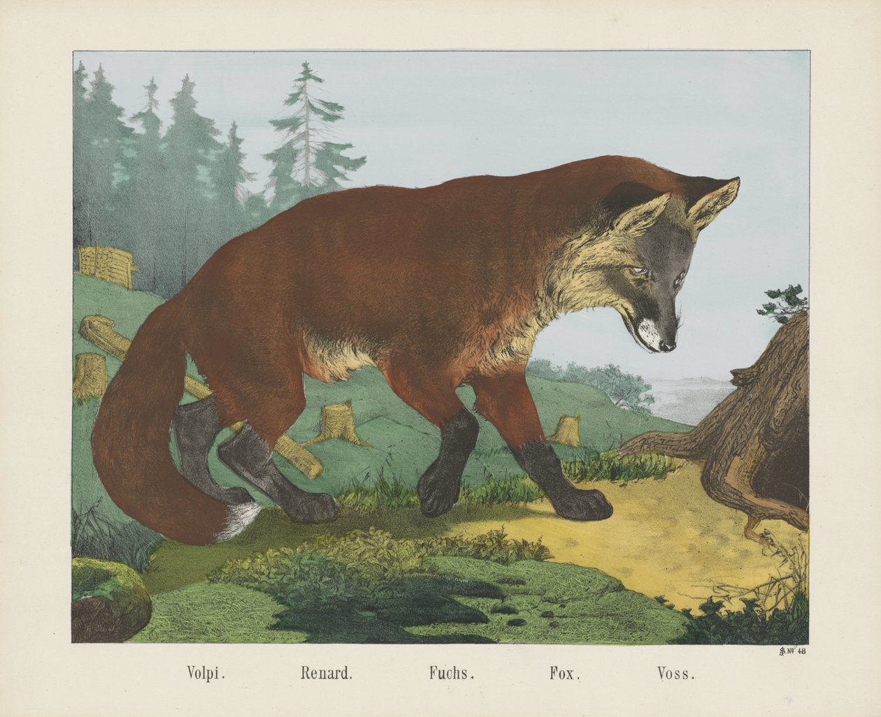 Volpi. / Renard. / Fuchs. / Fox. / Voss (titel på objekt) av R. Schulz