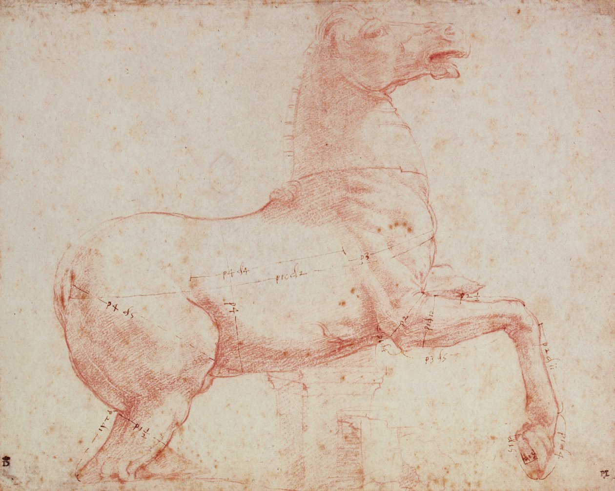Studie för Marble Horse of the Quirinal (röd krita på papper) av Raffaello Sanzio Raphael