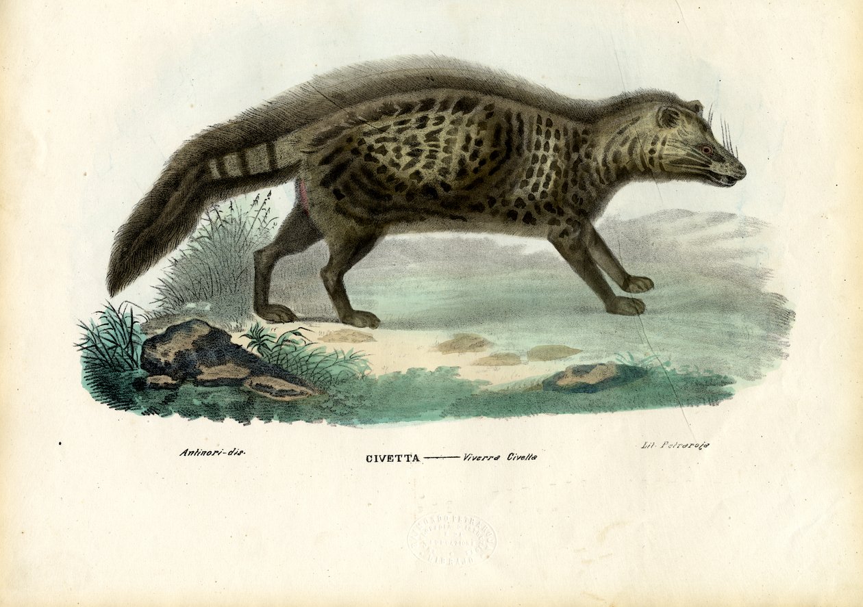 African Civet, 1863-79 av Raimundo Petraroja